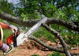 Best Commercial Tree Services  in Huntington, TX