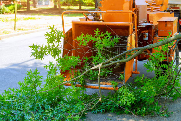 Best Tree Risk Assessment  in Huntington, TX