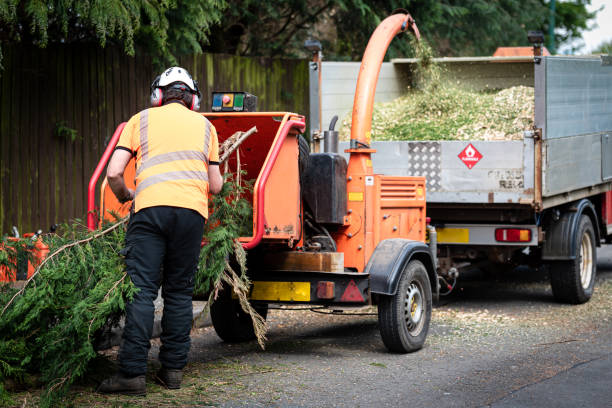 Trusted Huntington, TX Tree Services Experts